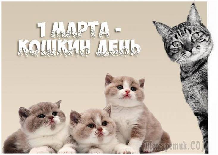 Фотовыставка &amp;quot;Пушистые лапки&amp;quot;.